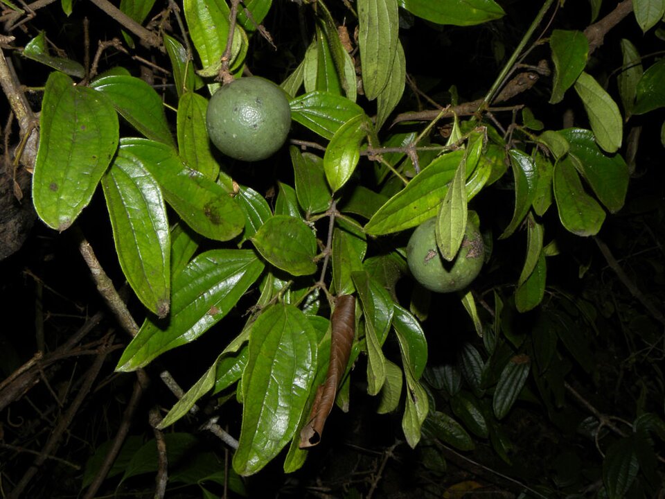 Grafika przedstawia owoce oraz liście kulczyby wronie oko. Jej liście są owalne i lśniące. Owoc ma formę zielonej jagody. 
