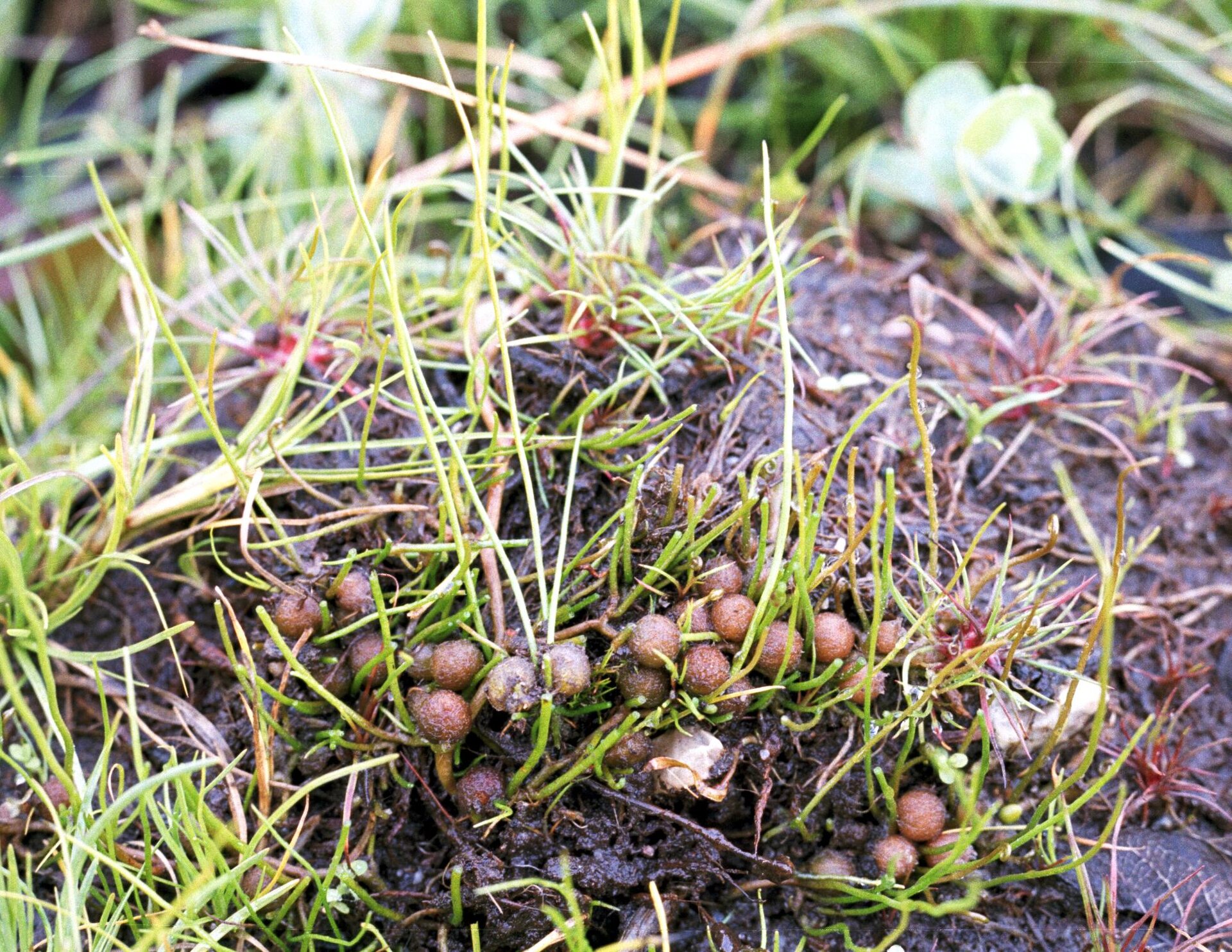 Zdjęcie przedstawia gałuszkę kulecznicę. Roślina przypomina wyglądem trawę. Między liśćmi gałuszki rosną zebrane w niewielkie skupiska kuliste sporokarpie.