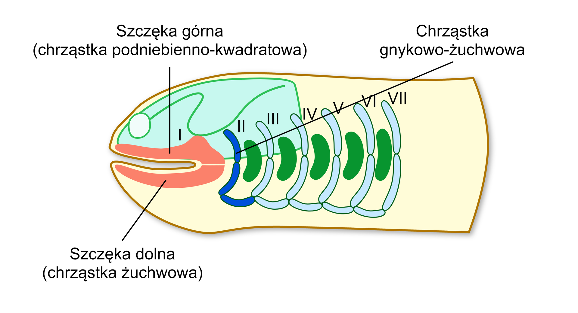 Szkielet trzewioczaszki niektórych ryb chrzęstnoszkieletowych. Z pierwszego łuku skrzelowego powstają szczęka dolna (chrząstka żuchwowa) i górna (chrząstka podniebienno‑kwadratowa). Drugi łuk przekształca się w chrząstkę gnykowo‑żuchwową.