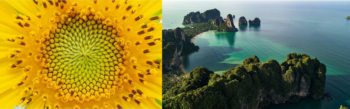 Ilustracja przedstawia dwie fotografie. Z lewej znajduje się zbliżenie na kwiat z perspektywy z lotu ptaka, w kompozycji symetryczne. Z prawej - znajduje się fotografia pejzażu:  skalne wybrzeże  morskie w kompozycji asymetrycznej.