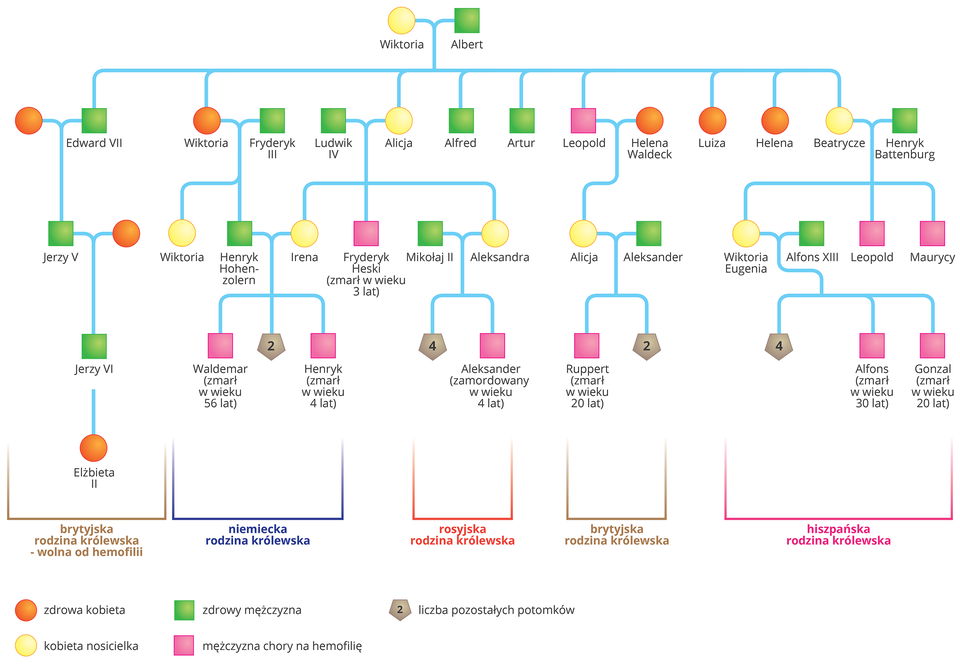 Schemat przedstawia drzewo genealogiczne potomków królowej Wiktorii. Drzewo genealogiczne obejmuje brytyjską część rodziny królewskiej, która była wolna od hemofilii, niemiecką część rodziny królewskiej, rosyjską część rodziny królewskiej, brytyjską część rodziny królewskiej chorą na tą chorobę oraz hiszpańską część rodziny królewskiej.  Królowa Wiktoria była nosicielką, król Albert, jej mąż, był zdrowym mężczyzną. W pierwszym pokoleniu ich potomstwo było zróżnicowane pod kątem dziedziczenia genu hemofilii.  Królowa Wiktoria miała dziewięcioro dzieci. Wśród jej synów i zięciów, wszystkich sześciu mężczyzn było zdrowych. Byli to: Edward ósmy, Fryderyk trzeci, Ludwik czwarty, Alfred, Artur, Henryk Battenburg. Wśród jej córek trzy były zdrowe. Były to Wiktoria, Luiza, Helena. Dwie z córek były nosicielkami. Były to: Alicja i Beatrycze. Wszystkie jej synowe były zdrowymi kobietami: były to Helena Waldeck i jedna, której danych nie znamy.   W drugim i trzecim pokoleniu wnucząt królowej Wiktorii, pojawiły się osoby chore na hemofilię.   W brytyjskiej części rodziny królewskiej wolnej od hemofilii w trzech pokoleniach, potomkach królowej Wiktorii i króla Alberta nie pojawili się żadni nosiciele ani chorzy na hemofilię. W wyniku związku zdrowego syna królowej Wiktorii, Edwarda ósmego ze zdrową kobietą narodził się zdrowy syn Jerzy piąty. Jerzy piąty związał się ze zdrową kobietą, w efekcie czego narodził się zdrowy syn Jerzy szósty. Jego potomkiem była zdrowa kobieta, Elżbieta druga.   W niemieckiej części rodziny królewskiej ze związku zdrowego mężczyzny i córki nosicielki urodził się mężczyzna chory na hemofilię. Był to Fryderyk Heski, który zmarł w wieku trzech lat.  W tym samym pokoleniu, ze związku zdrowej kobiety i  zdrowego mężczyzny,  narodziła się córka nosicielka oraz zdrowy mężczyzna. W wyniku związku zdrowego mężczyzny i kobiety nosicielki narodziło się dwóch synów chorych na hemofilię oraz dwoje zdrowego rodzeństwa. Chory syn Waldemar zmarł w wieku 56 lat. Chory syn Henryk zmarł w wieku 4 lat.    W rosyjskiej części rodziny królewskiej,  w wyniku związku zdrowego mężczyzny i kobiety nosicielki narodziło się pięcioro potomstwa. Jeden z nich, chory na hemofilię syn Aleksander, został zamordowany w wieku czterech lat.   W brytyjskiej części rodziny królewskiej w drugim pokoleniu ze związku kobiety nosicielki oraz zdrowego mężczyzny narodziła się trójka potomstwa. Jeden z nich, chory syn Ruppert, zmarł w wieku czterech lat,  W hiszpańskiej części rodziny królewskiej w drugim pokoleniu ze związku córki nosicielki i zdrowego mężczyzny urodziła się trójka rodzeństwa: kobieta nosicielka oraz dwóch synów chorych na hemofilię. W tym pokoleniu wnucząt pojawiły się również kobiety nosicielki. Ze związku kobiety nosicielki i mężczyzny zdrowego, w drugim pokoleniu pojawiła się córka nosicielka, która związała się ze zdrowym mężczyzną. Ale już kolejnym, w trzecim pokoleniu z tego związku urodziło się sześcioro dzieci, w tym dwójka synów chorych na hemofilię. Syn Alfons zmarł w wieku 30 lat. Syn Gonzal zmarł w wieku 20 lat. 