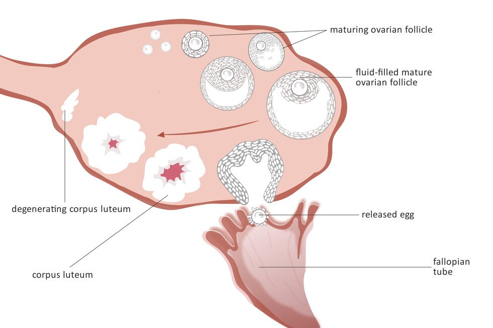 Ilustracja przedstawia duży, owalny różowy jajnik i pod nim kielichowaty jajowód. W jajniku od góry na biało wrysowano dojrzewający pęcherzyk jajnikowy. Dojrzały pęcherzyk ma w środku komórkę jajową, otoczoną innymi szarymi komórkami oraz płyn. U dołu rysunku ukazano, jak pęcherzyk przy powierzchni jajnika pęka, a uwolniona komórka jajowa wpada do jajowodu. Pęcherzyk się kurczy, tworząc ciałko żółte (tu biała chmurka z różowym środkiem). W lewo ciałko żółte zanika. Podpisano: degenerating corpus luteum; corpus luteum; maturing ovarian follicle; fluid-filled mature ovarian follicle; released egg; fallopian tube