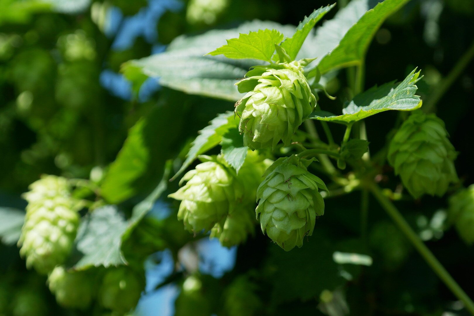 Na zdjęciu zbliżenie na wyrastające z zielonych łodyg szyszki chmielu zielonego koloru.