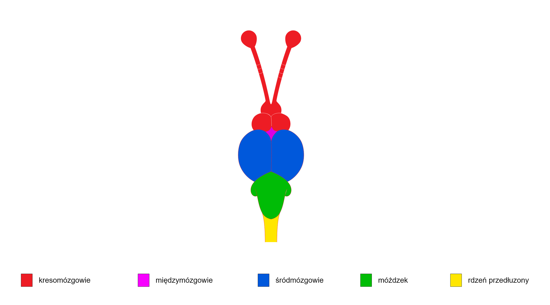Schemat przedstawia budowę mózgowia ryby. Mózgowie ryby składa się z ułożonych liniowo pięciu części: 1. kresomózgowia przypominającego kształtem parę czułek zakończonych kolistymi strukturami; 2. niewielkiego, rombowatego międzymózgowia pomiędzy kresomózgowiem a śródmózgowiem; 3. dużego śródmózgowia zbudowanego z dwóch owalnych struktur; 4. Średniej wielkości strzałkowatego móżdżka oraz 5. rurkowatego rdzenia przedłużonego.