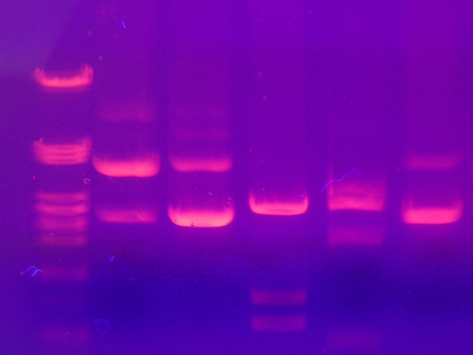 Ilustracja ukazuje fragmenty DNA o różnej długości rozdzielone na żelu agarozowym. W niektórych miejscach są poziome prążki. Świecą na kolor różowy. 