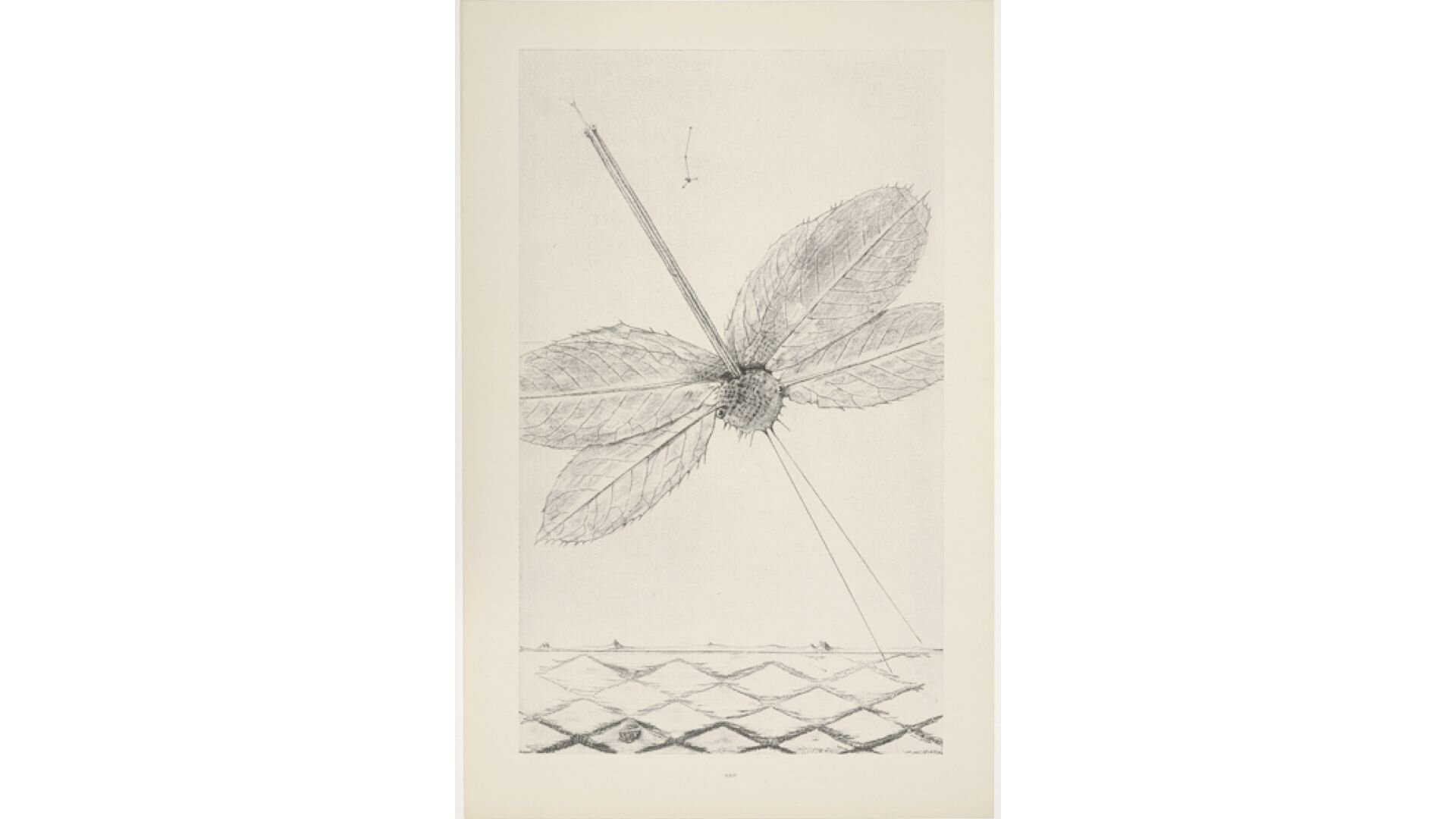 Ilustracja przedstawia czarno‑biały szkic przestawiający ważkę. Jej skrzydła wyglądają jak podłużne listki, na środku znajduje się kulka, to głowa z czułkami, skierowanymi w dół, po bokach ma oczy. 
Tułów ważki zbudowany jest z dwóch długich patyczków, które przechodzą przez głowę i skrzydła. Na końcu patyczków u góry są dwa małe oczka i rozwidlony język. Ważka jest skierowana głową do kratkowanej ziemi, na której leży jeden żołądź.