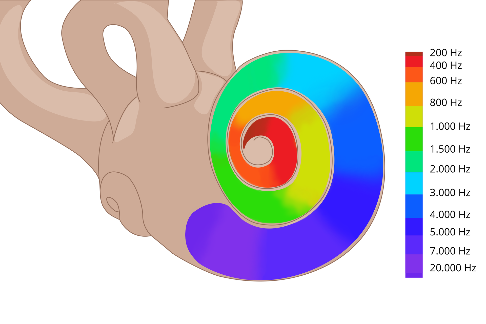 Ilustracja przedstawia powiększenie ślimaka. Po prawej stronie została zamieszczona skala barw oznaczona częstotliwością (wysokością) dźwięków, wyrażoną w hercach. Kolejno od dołu: 20 000 herców, 7 000 herców, 5 000 herców, 4 000 herców, 3 000 herców, 2 000 herców, 1 500 herców, 1000 herców, 800 herców, 600 herców, 400 herców i 200 herców. Od najwyższych odcieniami filetu, niebieskiego, zielonego, żółtego, pomarańczowego oraz czerwonego do najniższych. Na ślimaku tymi samymi barwami zaznaczono miejsca, w których komórki zmysłowe reagują na daną częstotliwość. Począwszy od koloru fioletowego znajdującego się w zewnętrznej części ślimaka, do koloru czerwonego w wewnętrznej części ślimaka. Barwy przechodzą tak jak jest naniesiona kolorystyka na skalę obok.