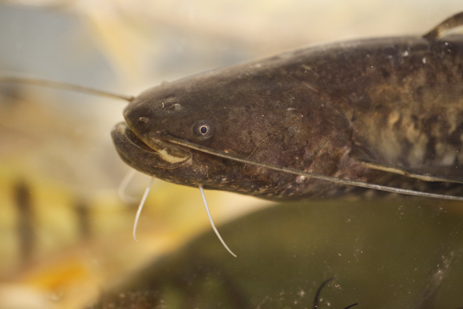 Zdjęcie prezentuje głowę suma. Sum posiada ciemnobrązowe ubarwienie, drobne brązowe oczy oraz długie wąsy. 
