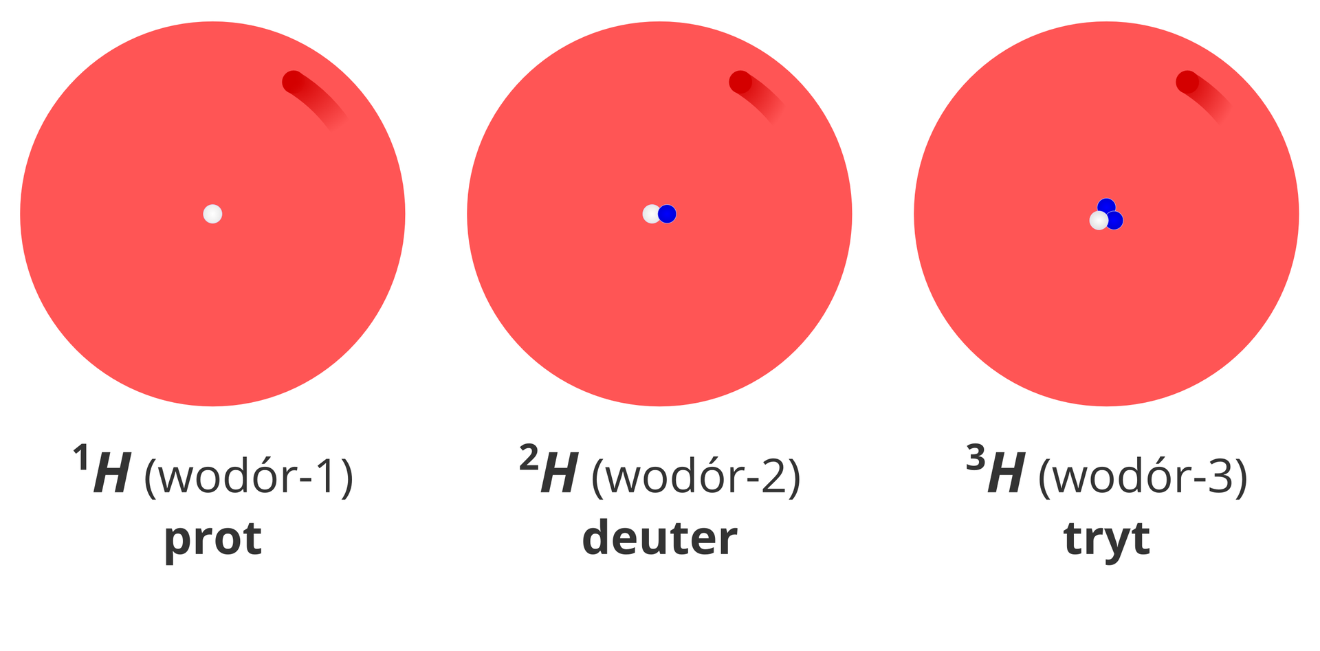 Ilustracja przedstawia uproszczone modele budowy trzech izotopów wodoru: protu, deuteru i trytu. Przedstawiające je rysunki mają postać dużych czerwonych kół symbolizujących powłokę elektronową z jedną rozmytą ciemniejszą plamą oznaczającą elektron. W samym środku tych kół znajdują się jądra atomów. Pierwszy od lewej z prezentowanych atomów to wodór-1, czyli prot. W jądrze jego modelu znajduje się białe koło symbolizujące proton. Drugi, środkowy z prezentowanych atomów to wodór-2, czyli deuter. W jądrze jego modelu znajduje się białe koło symbolizujące proton oraz niebieskie koło symbolizujące neutron. Trzeci z prezentowanych atomów znajdujący się po prawej stronie ilustracji to wodór-3, zwany też trytem. W jądrze jego modelu znajduje się białe koło symbolizujące proton oraz dwa niebieskie koła symbolizujące neutrony.
