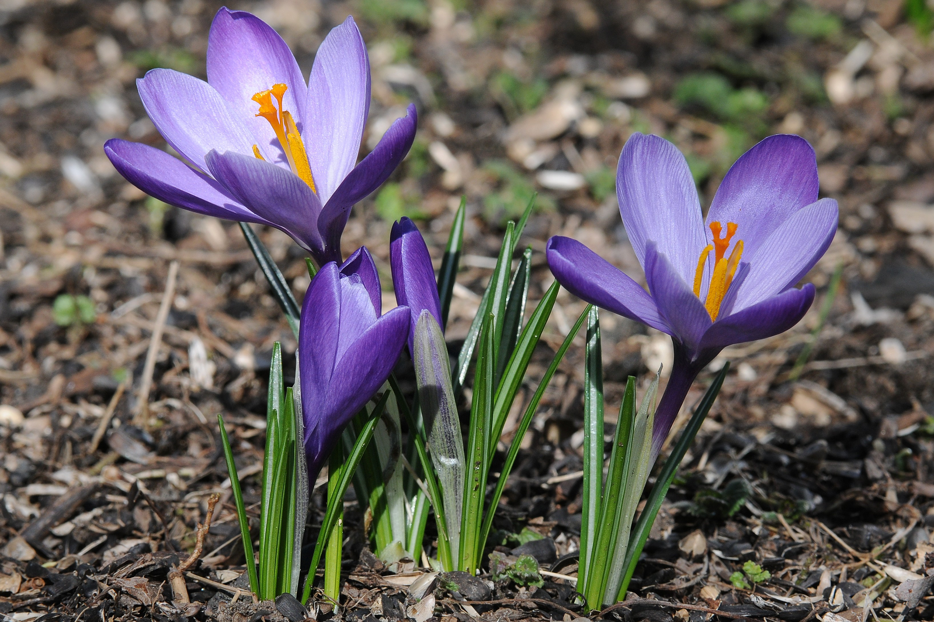 Fotografia przedstawia kwitnące krokusy. Wyrastają z ciemnego podłoża. Mają duże, fioletowe kwiaty z pomarańczowymi pręcikami. Obok nich kilka wąskich listków, zielonych z białymi paskami wzdłuż. 