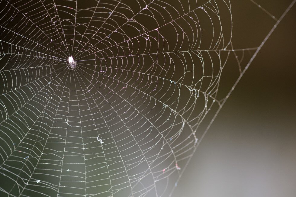 Fotografia przedstawia na czarnym tle fragment białej pajęczej sieci. Można odróżnić grubsze promieniste nici bazowe od lepkich, z kropelkami nici wątku. W centrum sieci biała sylwetka pająka.
