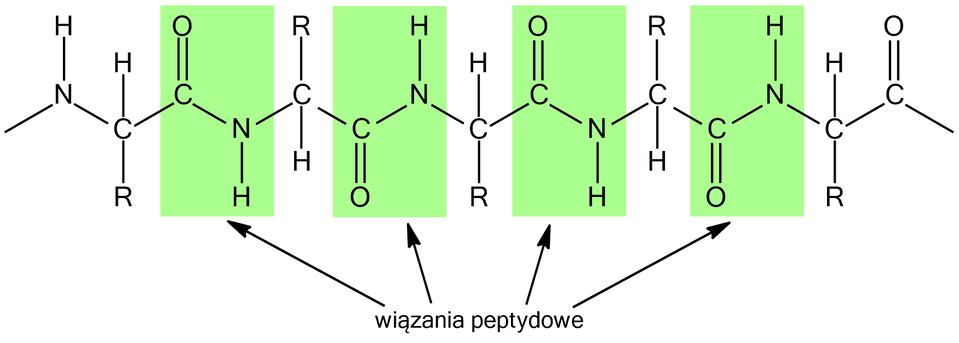 Na ilustracji przedstawiono uproszczony wzór cząsteczki białka utworzonego z reszt cząsteczek jednego aminokwasu. Przy pomocy czterech zielonych ramek oznaczono powtarzające się fragmenty wzoru O, równa się, C, minus, N, minus, H. W każdej z tabelek wiązanie pojedyncze między atomem węgla a atomem azotu zaznaczono kolorem zielonym i opisano jako: Wiązanie peptydowe. Pomiędzy ugrupowaniami peptydowymi występuje również powtarzający się fragment wzoru R, minus, C H. Litera R oznacza atom wodoru lub resztę węglowodorową aminokwasów tworzących białko.
