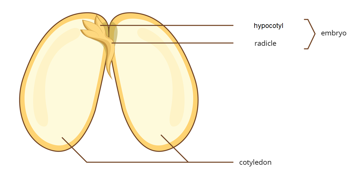 Budowa nasiona fasoli. Nasiono jest rozcięte. Wierzchnia warstwa to łupina nasienna. Pod spodem znajduje się bielmo (cotyledon) , które stanowi większą część nasiona. Na górnym końcu znajduje się zarodek (embryo), z którego rozwinie się młoda roślina. Zarodek składa się z hipokotyl (hypocotyl) i rodnika (radicle). 