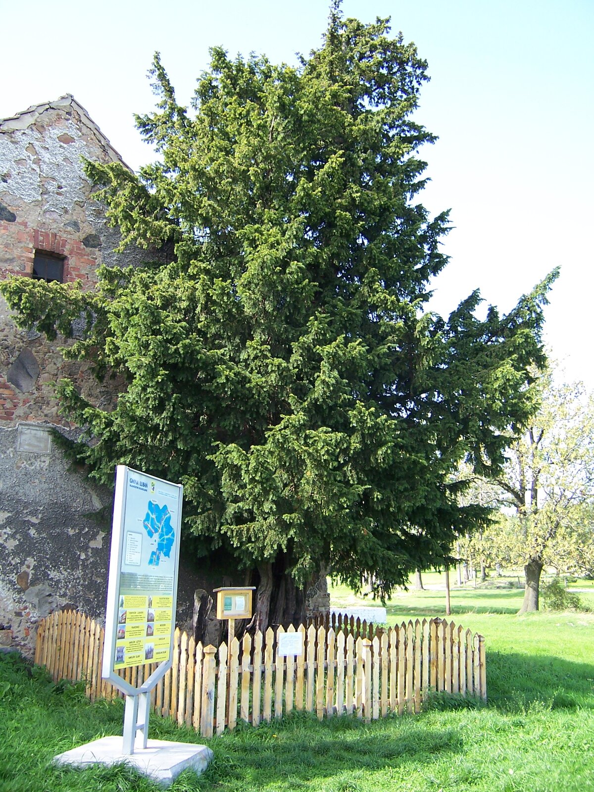 Fotografia przedstawia drzewo, stojące z płotkiem przy murze budynku. Przed nim tablica informacyjna. Jest to najstarsze w Polsce drzewo, cis w Henrykowie Lubańskim w województwie dolnośląskim.