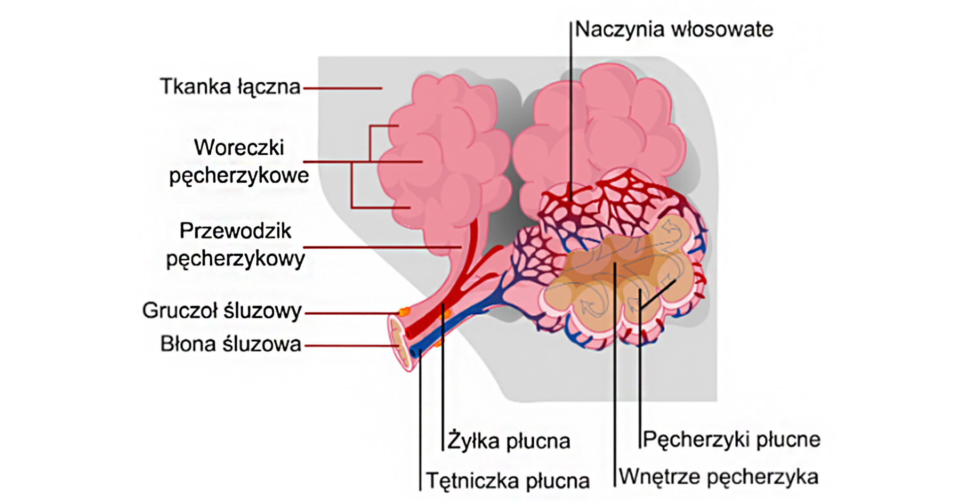 Ilustracja