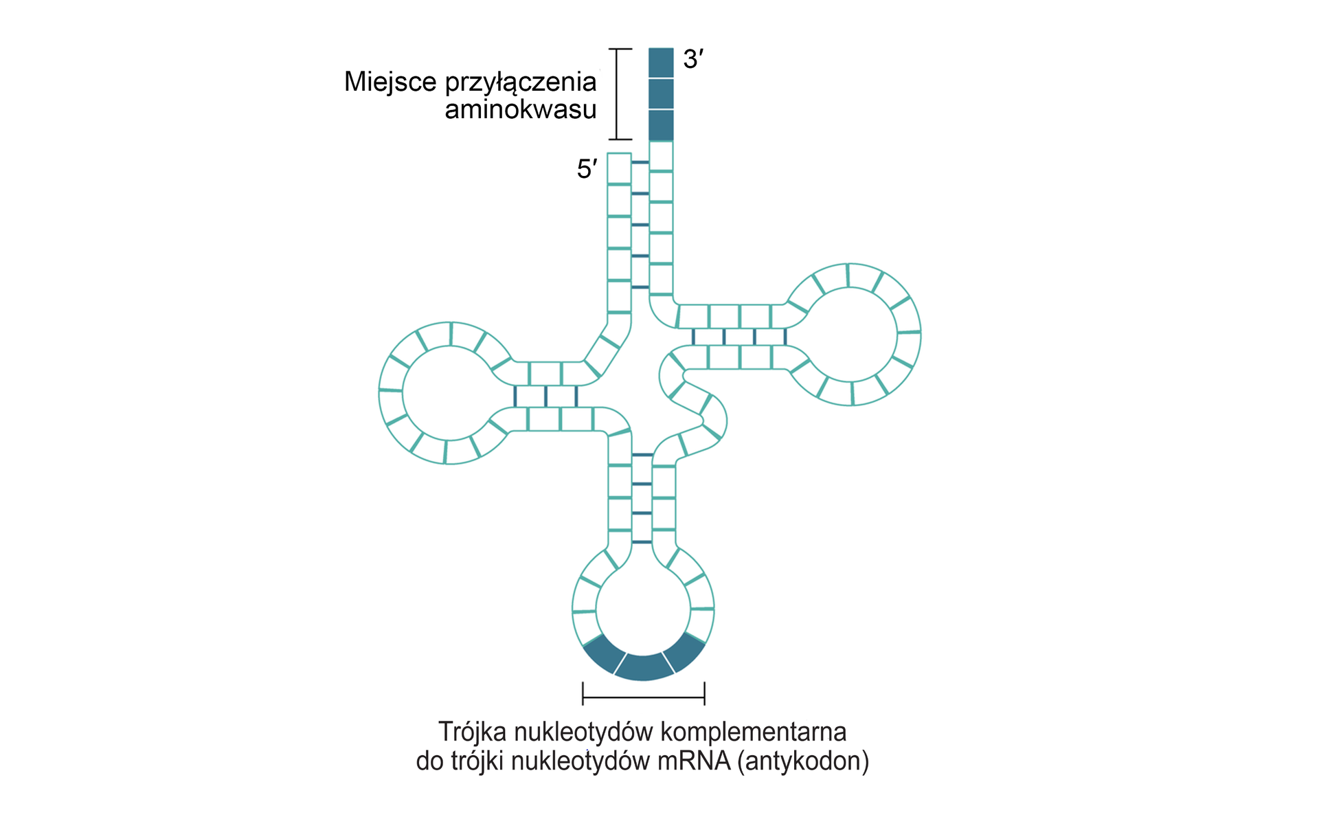 Grafika przedstawia dwuwymiarowy wzór strukturalny tRNA. Ma on budowę palczastą i przyjmuje kształt czterolistnej koniczyny, w którym można wyróżnić 4 ramiona. Na górze widoczny jest koniec i dłuższe miejsce przyłączenia aminokwasu 3 prim obok końca 5 prim – jest to ramię akceptorowe. Od niego prowadzi mostek akceptorowy do pętli TΨC, dalej występuje ramię zmienne. Prowadzi ono do pętli antykodonowej, gdzie znajduje się trójka nukleotydów komplementarna do trójki nukleotydów mRNA (antykodon), a następnie do pętli D.