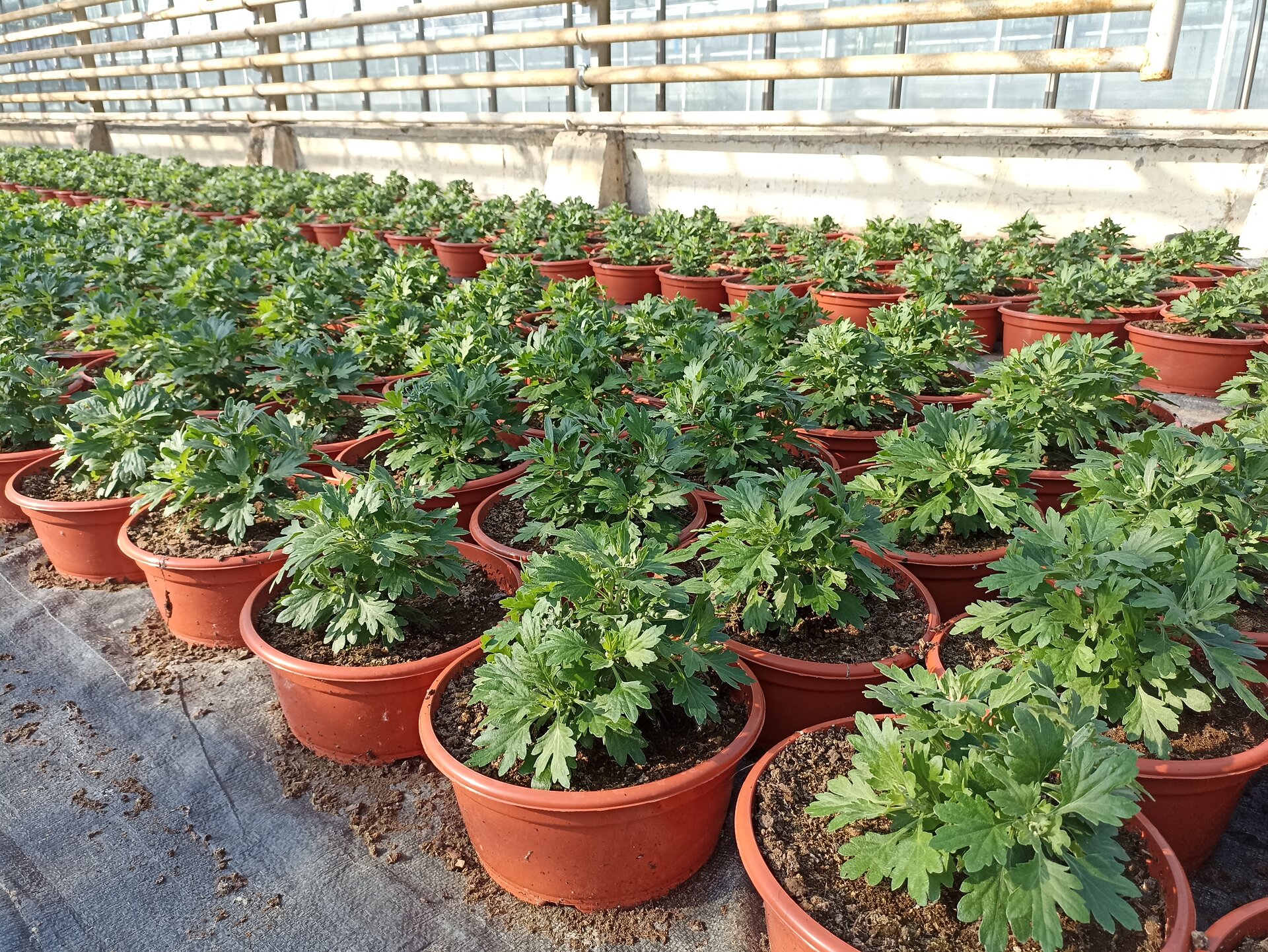 Zdjęcie przedstawia liczne sadzonki pędowe chryzantemy w okrągłych, brązowych doniczkach.