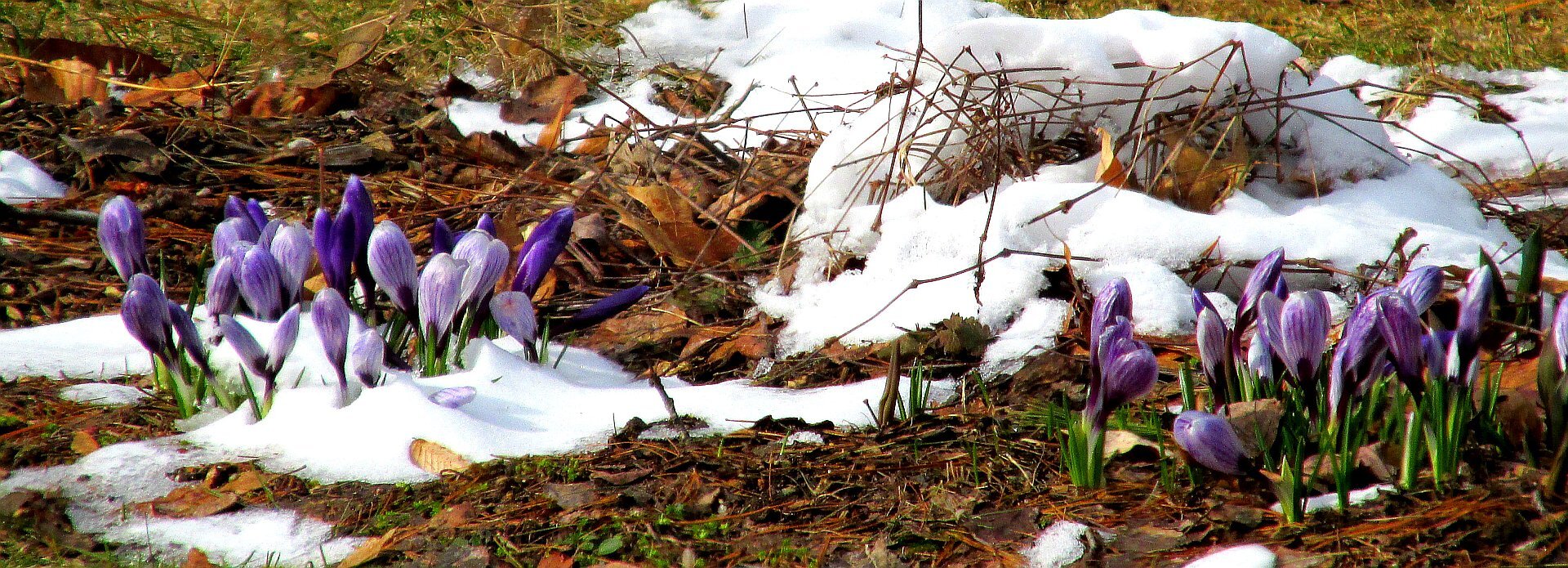 Panoramiczne zdjęcie przedstawia zbliżenie kawałka gleby w okresie wczesnowiosennym. Zieleniejąca trawa pokryta jest warstwą mokrych opadłych liści oraz sporymi ilościami śniegu. Po lewej i prawej stronie kadru znajdują się dwie grupy kwitnących na fioletowo krokusów. Kwiaty po prawej stronie do połowy przysypane są śniegiem.