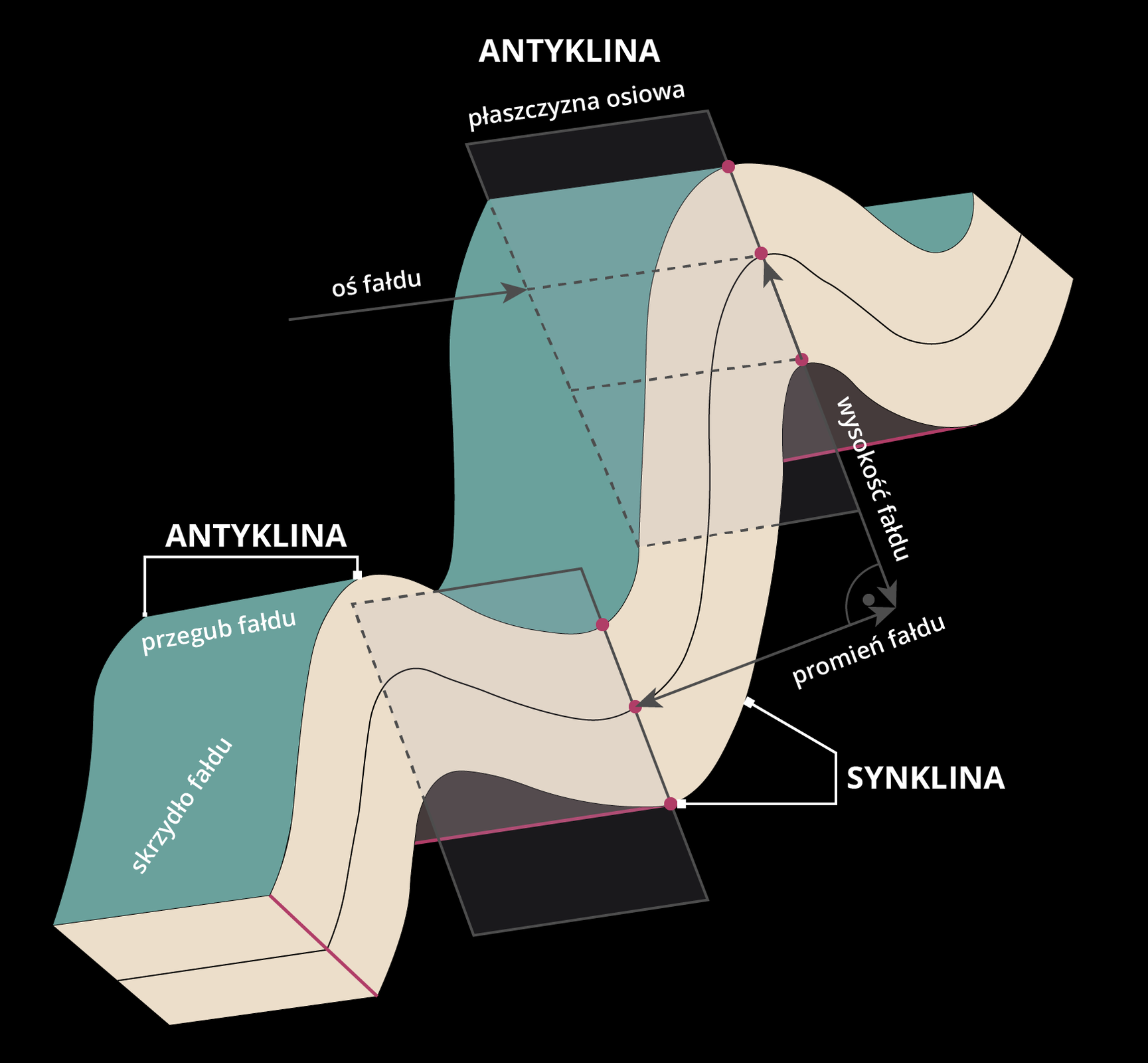 Grafika przedstawia budowę fałdu. Antyklina jest formą wypukłą do góry. Na jej szczycie znajduje się przegub fałdu a po obu stronach opadają skrzydła fałdu. Synklina natomiast jest formą wypukłą do dołu. Przez przekrój przebiega linia. Wskazuje ona oś fałdu. Odległość pomiędzy tą linią w antyklinie i synklinie tworzy wysokość fałdu. Odległość od tej linii do wysokości fałdu to jego promień. Cała szerokość fałdu to jego płaszczyzna osiowa. 