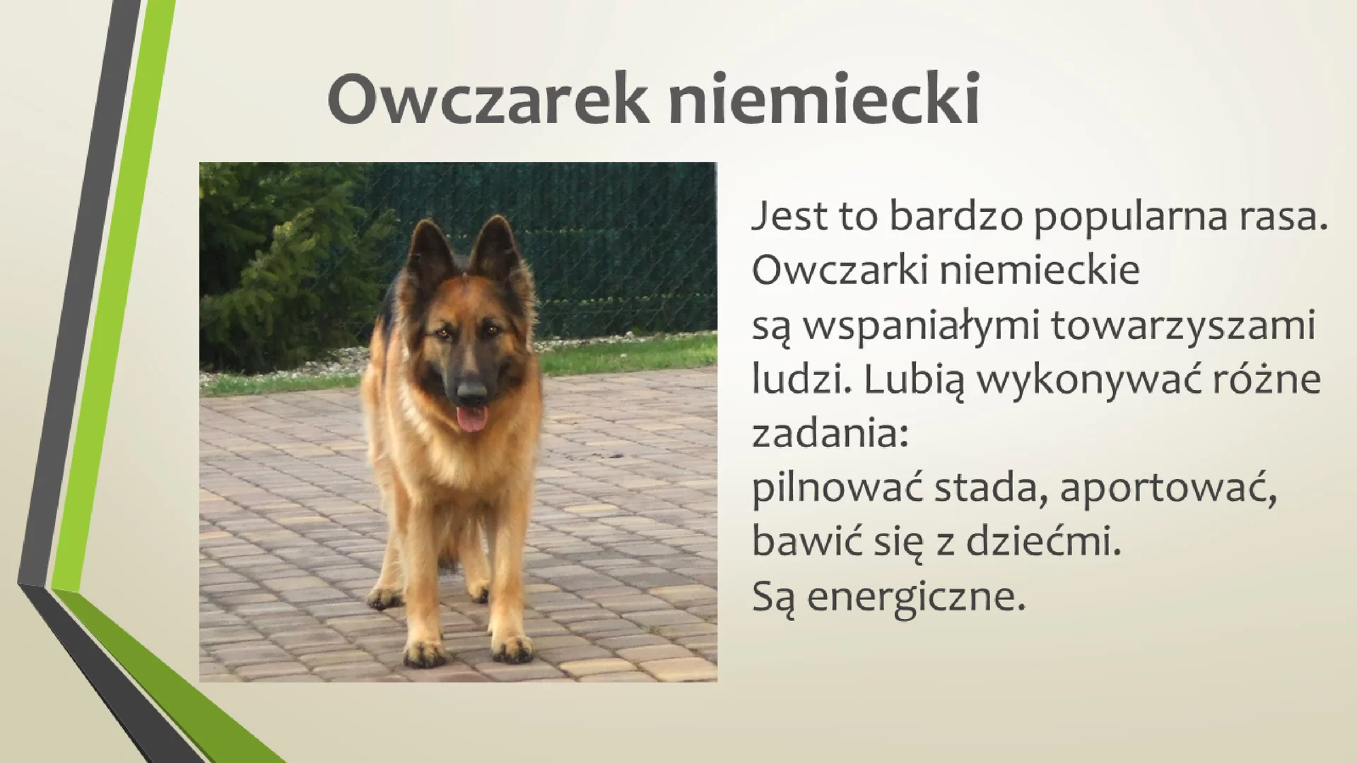 Szósty slajd prezentacji  pod tytułem "Owczarek niemiecki". Pod tytułem znajduje się obrazek, na którym przedstawiony jest pies tej rasy. Po prawej stronie jest opis: "Jest to bardzo popularna rasa. Owczarki niemieckie są wspaniałymi towarzyszami ludzi. Lubią wykonywać różne zadania: pilnować stada, aportować, bawić się z dziećmi. Są energiczne." Tytuł jest pogrubiony.