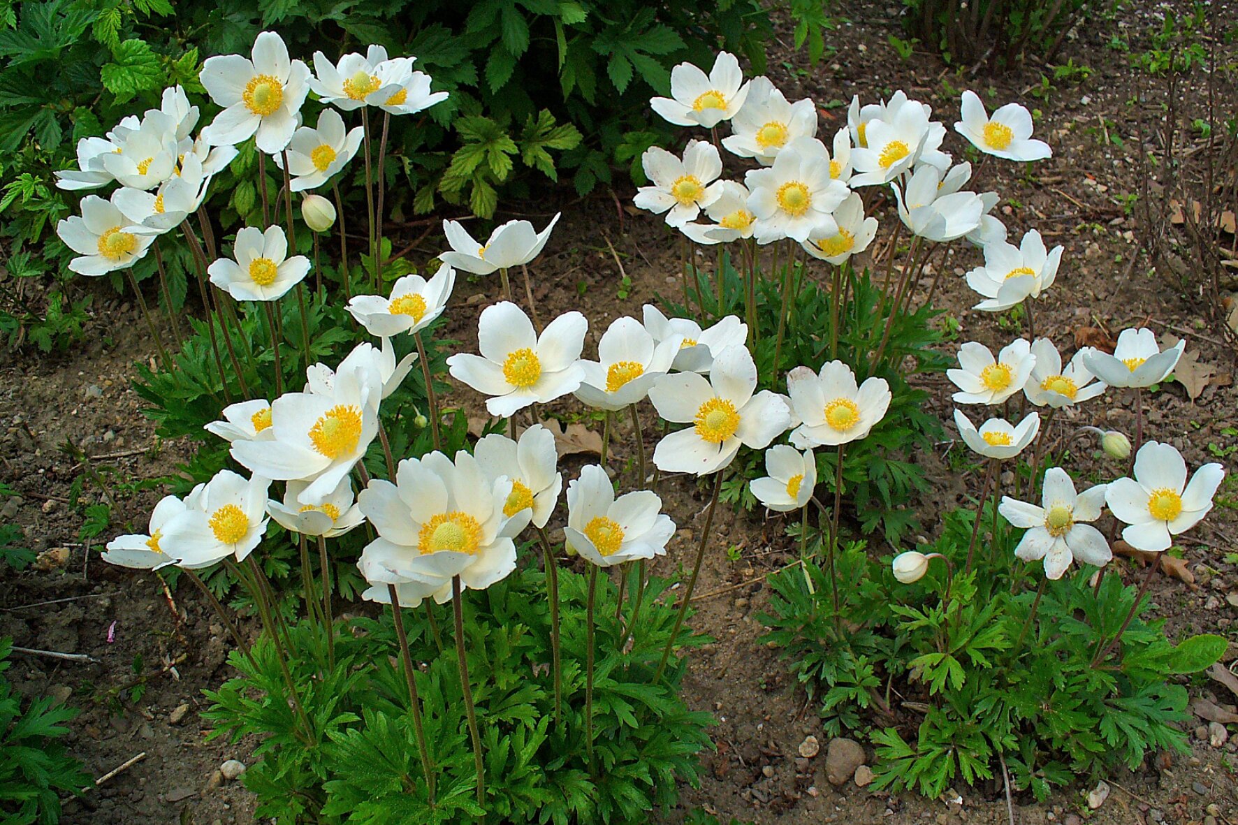 Fotografia przedstawia zawilce. Są to białe kwiaty z żółtymi słupkami wewnątrz rosnące na długiej łodyżce bez liści. Dopiero przy ziemi, na drugim końcu łodyżki znajdują się gęsto rosnące liście.