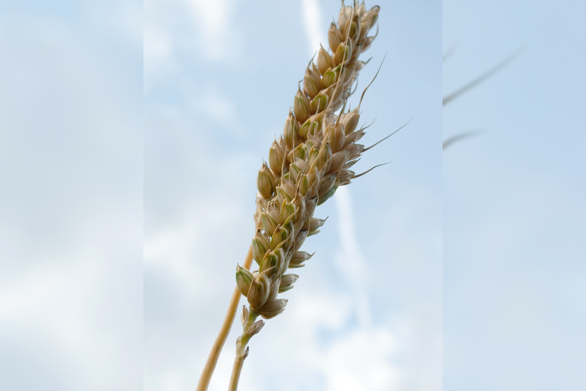 Fotografia przedstawiająca kłos pszenicy. Widać długo kłos z grubymi, luźno rozmieszczonymi ziarnami.