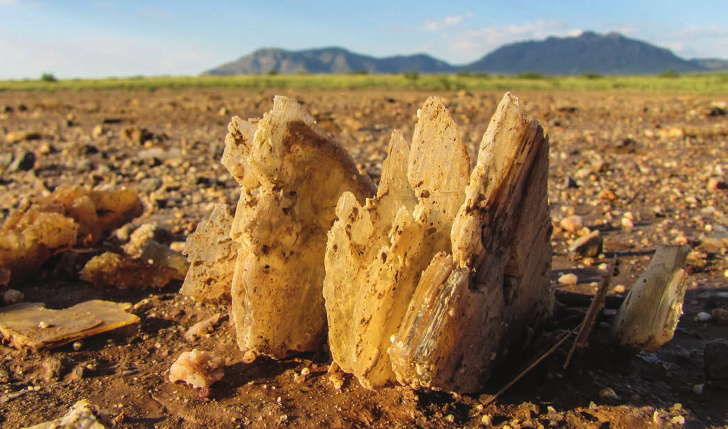 Zdjęcie przedstawia kryształy selenitu, które umieszczone są na powierzchni ziemi. W dalszej perspektywie znajduje się zielony, trawiasty teren oraz góry.