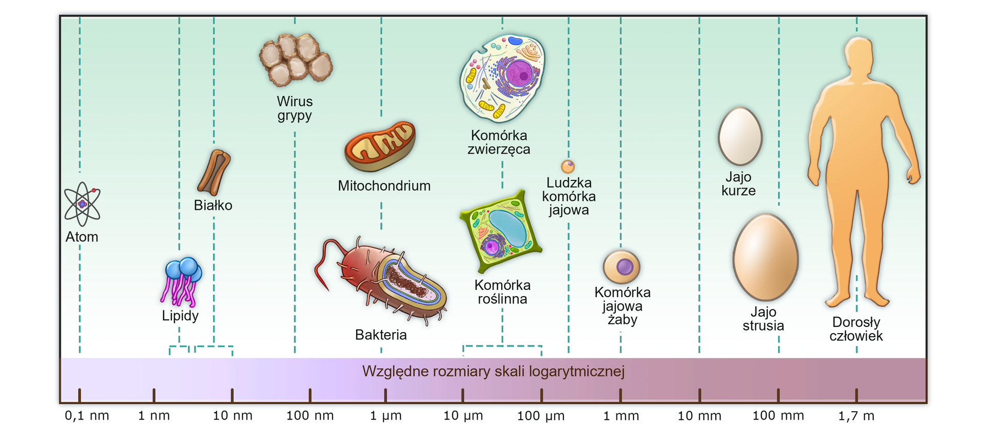 Na zdjęciu przedstawiono komórki w skali logarytmicznej. Cząsteczka atomu ma 0,1 nanometra. Składa się on z trzech elips, które się przecinają. Komórki lipidów z dwoma wiciami, około 4 nanometry. Komórka białka o podłużnym kształcie, około 8 nanometrów. Wirus grypy o kulistym kształcie, 100 nanometrów. Mitochondrium o nerkowatym kształcie, 1 mikrometr. Bakteria o podłużnym kształcie, z jedną długą wicią na czubku oraz krótkimi rzęskami pokrywającymi całe ciało, 1 mikrometr. Kwadratowa komórka roślinna z widoczną wakuolą i pozostałymi organellami, 50 mikrometrów. Komórka zwierzęca o owalnym kształcie, widocznym jądrem komórkowym i pozostałymi organellami, 50 mikrometrów.  Ludzka komórkowa jajowa o ziarnkowym kształcie, około 400 mikrometrów. Komórka jajowa żaby o kulistym kształcie z mniejszą kulistą formą w środku, 1 milimetr. Jajo kurze o eliptycznym kształcie, około 50 milimetrów. Jajo strusia o eliptycznym kształcie, około 90 milimetrów. Sylwetka dorosłej kobiety, trochę powyżej metra.