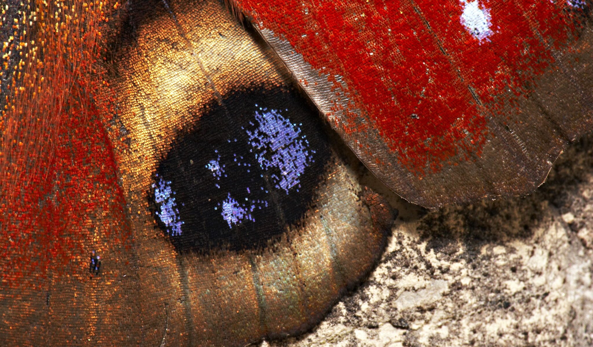 motyl Źródło: Michael Apel, licencja: CC BY-SA 2.0.