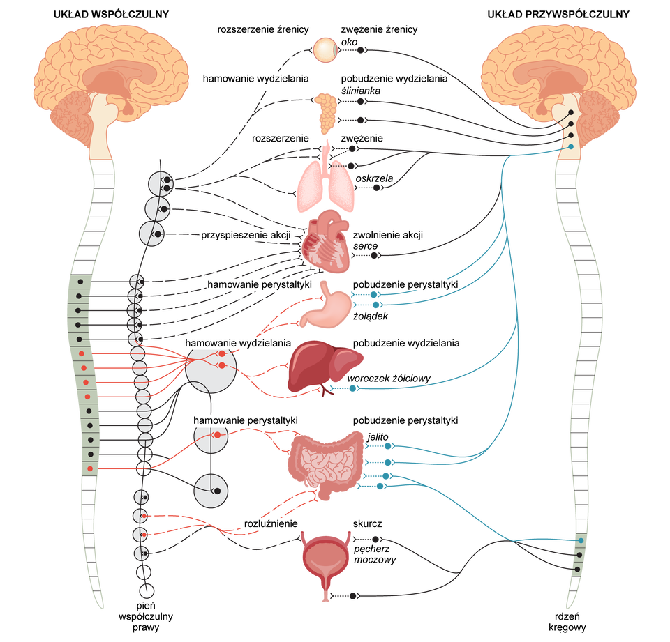 Grafika przedstawia zależności pomiędzy układem współczulnym, a układem przywspółczulnym – ich wzajemne antagonistyczne działanie. Po lewej stronie grafiki zaprezentowano układ współczulny i odchodzące do właściwych narządów z pnia współczulnego prawego nerwy.  Po stronie prawej przedstawiono układ przywspółczulny oraz odchodzące z rdzenia kręgowego do narządów nerwy. Po środku grafiki przedstawiono kolejne narządy i zależności. Układ współczulny powoduje rozszerzanie źrenicy, natomiast układ przywspółczulny warunkuje zwężanie źrenicy oka. Układ współczulny hamuje wydzielanie śliny, natomiast układ przywspółczulny pobudza wydzielanie śliny przez ślinianki. Układ współczulny powoduje rozszerzanie oskrzeli, natomiast układ przywspółczulny powoduje zwężanie oskrzeli.  Układ współczulny powoduje przyspieszenie akcji serca, natomiast układ przywspółczulny powoduje zwolnienie akcji serca. Układ współczulny hamuje perystaltykę żołądka, wydzielanie żółci przez woreczek żółciowy oraz perystaltykę jelit, natomiast układ przywspółczulny pobudza perystaltykę żołądka i jelit oraz wydzielanie żółci. Układ współczulny rozluźnia pęcherz moczowy, a układ przywspółczulny doprowadza do jego skurczu. 