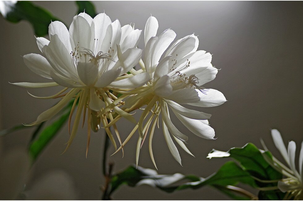 Fotografia przedstawia białe kwiaty w zacienionym pomieszczeniu.