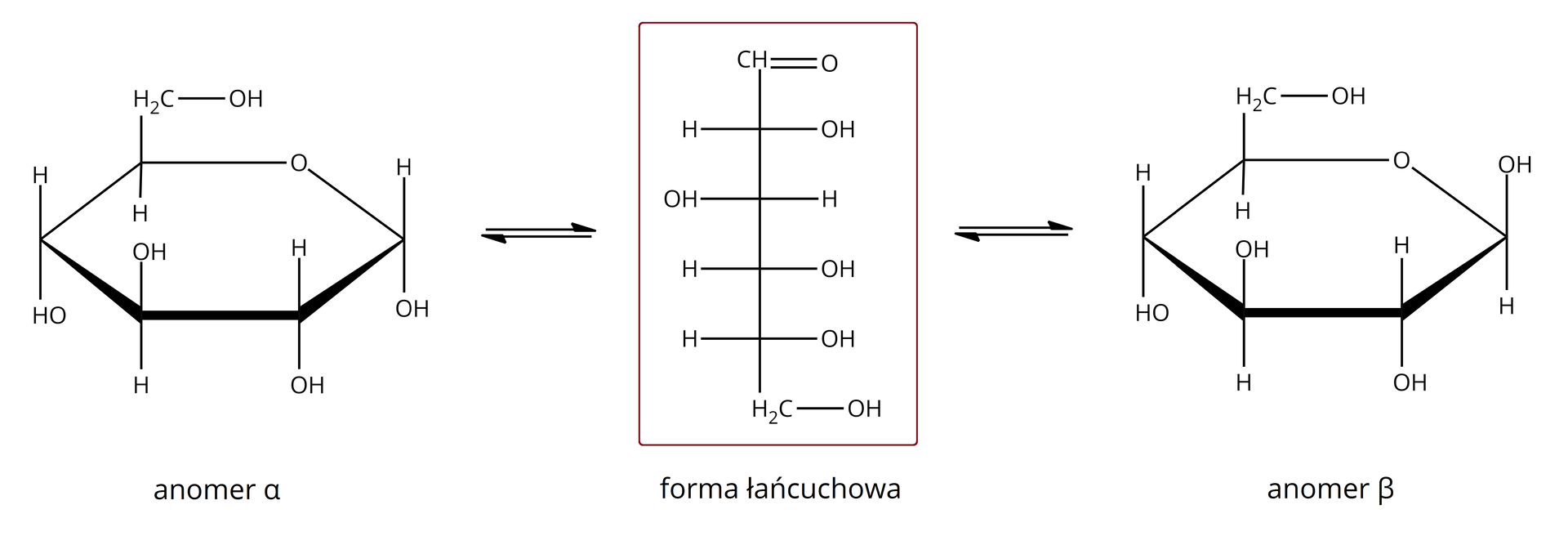 Ilustracja przedstawiająca możliwe formy monosacharydów na przykładzie glukozy. Anomer alfa i beta przedstawiono za pomocą wzorów taflowych, a formę łańcuchową w projekcji Fischera. Pomiędzy poszczególnymi formami ustala się równowaga, co symbolizują strzałki równowagowe pomiędzy nimi. Na środku znajduje się forma łańcuchowa w projekcji Fischera składająca się z sześciu atomów węgla, z których pierwszy należy do grupy CHO połączonej z pionową linią skierowaną do dołu, która symbolizuje łańcuch węglowy i na końcu łączy się z grupą CH2OH. Wspomnianą linię przecinają cztery krótkie poziome, prostopadłe linie, a ich punkty przecięcia odpowiadają atomom węgla. Po prawej stronie linii od góry kolejno podstawniki, OH, H, OH oraz OH. Po lewej stronie od góry podstawniki H, OH, H oraz H. Po lewej stronie strzałki równowagowe. Za strzałkami anomer alfa glukozy, to jest forma cykliczna, w której zaznaczono anomeryczny atom węgla C jeden. Struktura alfa‑D-glukopiranozy zbudowana jest z sześcioczłonowego pierścienia składającego się z pięciu atomów węgla oraz z jednego atomu tlenu. Numeracja atomów węgla jest zgodna z ruchem wskazówek zegara. Przy atomach węgla C 1, C 2 oraz C 4 znajdują się grupy hydroksylowe OH wychodzące za płaszczyznę, zaś atomy wodoru przed. Przy węglu C 3 grupa hydroksylowa wychodzi przed płaszczyznę, zaś atom wodoru za. Węgiel C 5 podstawiony jest grupą CH2OH wychodzącą przed płaszczyznę oraz atomem wodoru znajdującym się za płaszczyzną. Po prawej stronie formy łańcuchowej również znajdują się strzałki równowagowe. Za strzałkami anomer beta, w którym podobnie, jak w przypadku alfa brak jest grupy aldehydowej. Jest to forma cykliczna glukozy, w której zaznaczono ponownie anomeryczny atom węgla C jeden. W przypadku anomeru beta glukozy grupa hydroksylowa OH przy anomerycznym atomie węgla znajduje się przed płaszczyzną, pozostałe podstawniki zlokalizowane są analogicznie jak w przypadku opisanego już anomeru alfa. 