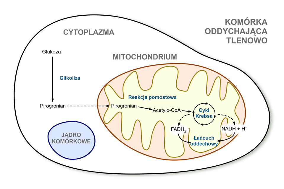 Grafika przedstawia komórkę oddychającą tlenowo oraz organelle, w których zachodzą poszczególne jego etapy. Komórka ma owalny kształt. W jej wnętrzu widać okrągłe jądro komórkowe i znacznie większe, owalne mitochodrium. Jego wewnętrzna błona jest pofałdowana. Wewnątrz komórki przedstawiono etapy oddychania tlenowego. W cytoplazmie zachodzi proces glikolizy. W jego wyniku glukoza przechodzi w pirogronian. Następnie w wyniku reakcji pomostowej na terenie mitochondrium pirogronian przechodzi w Acetylo‑CoA. Związek ten włączany jest w cykl Krebsa, w wyniku którego uzyskiwane jest NADH + H indeks górny plus oraz FADH indeks dolny 2, które następnie włączane są do łańcucha oddechowego.
