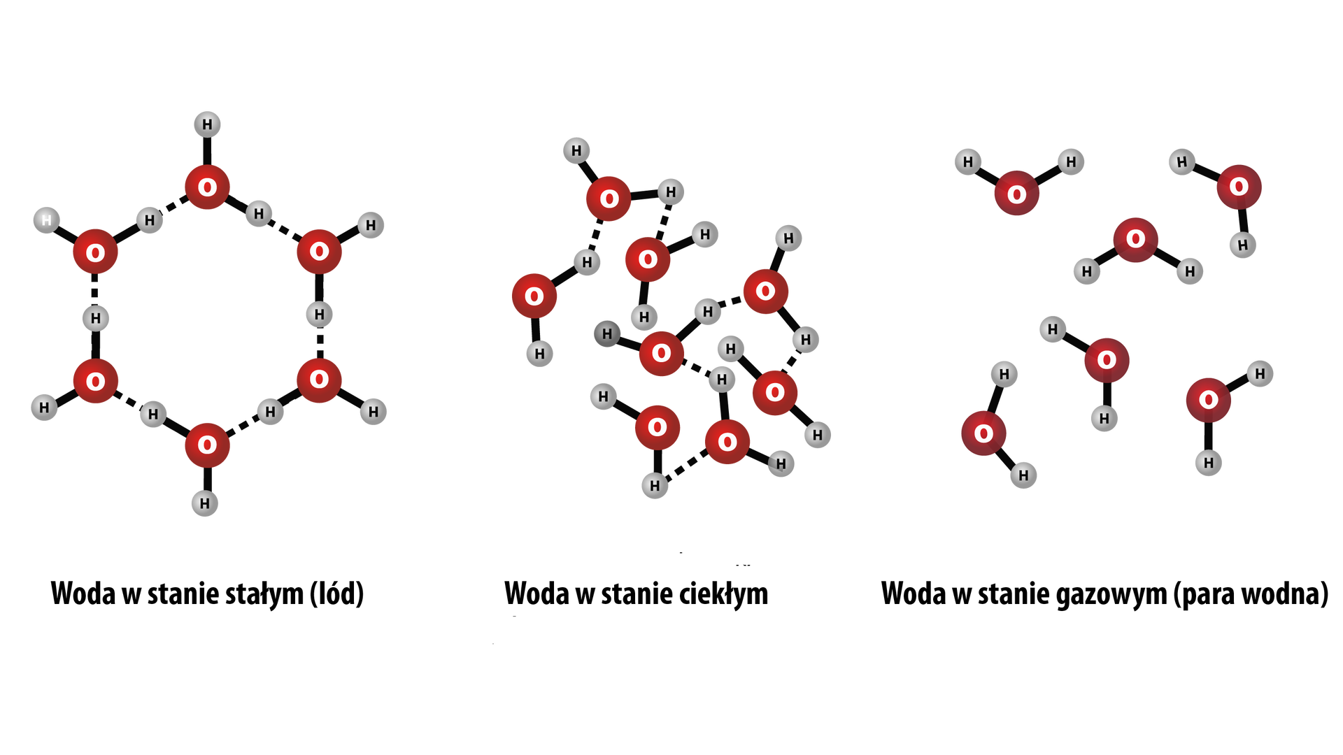 Na grafice przedstawiono oddziaływania między cząsteczkami wody w różnych stanach skupienia. Cząsteczki wody przedstawiono za pomocą modeli składających się z trzech kulek: czerwonej, będącej atomem tlenu i dwóch białych, będących atomami wodoru. Atomy tlenu i wodoru w obrębie cząsteczki połączone są czarnymi wiązaniami pojedynczymi. Z lewej strony grafiki przedstawiono oddziaływania cząsteczek wody w stałym stanie skupienia. Sześć cząsteczek wody połączona jest wiązaniami wodorowymi pomiędzy jednym atomem wodoru jednej cząsteczki, a atomem tlenu drugiej. Wiązania wodorowe przedstawiono jako czarne, przerywane linie. Cząsteczki wody w stanie stałym są bardzo uporządkowane. Na grafice tworzą sześciokąt foremny. Pod schematem znajduje się podpis: Woda w stanie stałym (lód). Środkowy schemat przedstawia cząsteczki wody rozmieszczone nieregularnie i połączone ze sobą wiązaniami wodorowymi. Pod schematem znajduje się podpis: Woda w stanie ciekłym. Po prawej stronie grafiki znajduje się schemat, na którym cząsteczki wody są od siebie znacznie oddalone, a pomiędzy nimi nie występują wiązania wodorowe. Pod schematem znajduje się podpis: Woda w stanie gazowym.
