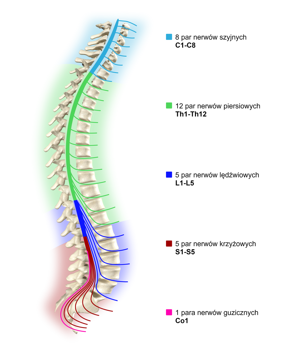 Schemat przedstawia rdzeń kręgowy wraz z odchodzącymi od niego nerwami.  8 par nerwów szyjnych oznaczonych kolorem niebieskim odchodzi od rdzenia kręgowego pomiędzy kręgami szyjnymi. Oznaczone są odpowiednio symbolami od C1 do C8.  12 par nerwów piersiowych zaznaczonych na zielono odchodzi od rdzenia pomiędzy dwunastoma kręgami piersiowymi oznaczonymi odpowiednio od Th1 do Th12.  5 par nerwów lędźwiowych oznaczonych kolorem granatowym znajduje się na długości pięciu kręgów lędźwiowych opisanych odpowiednio od L1 do L5. 5 par nerwów krzyżowych na rysunku zaznaczonych na bordowo odchodzi od rdzenia kręgowego pomiędzy kręgami krzyżowymi oznaczonymi symbolami od S1 do S5.  1 para nerwów guzicznych zaznaczonych kolorem różowym znajduje się na wysokości kości ogonowej opisanej symbolem Co1.