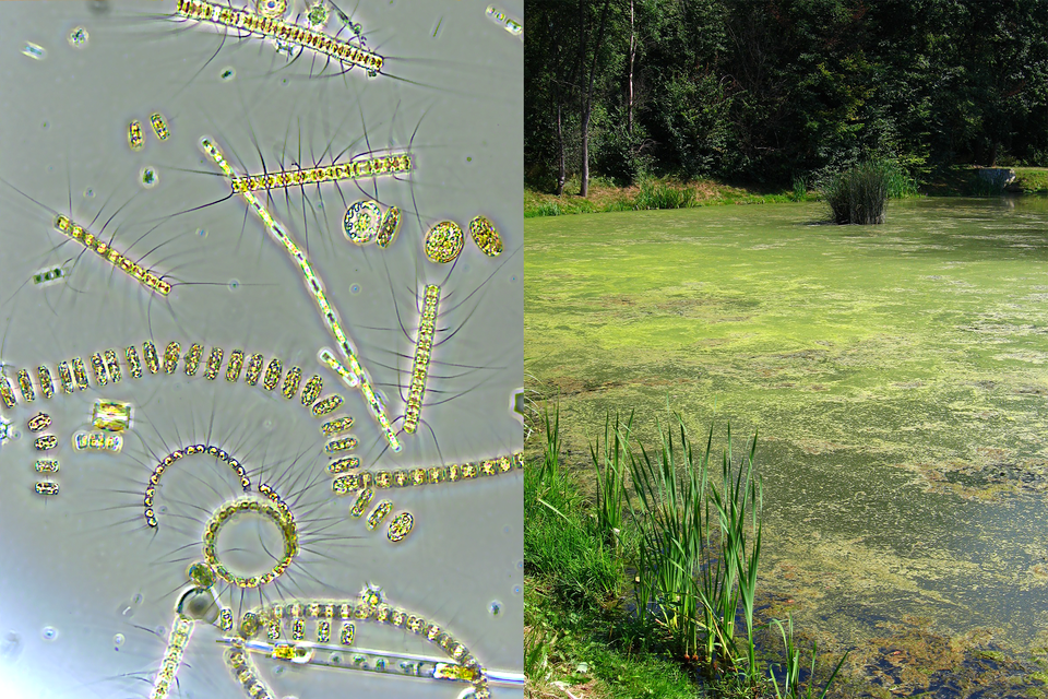 Ilustracja składa się z dwóch części: po lewej obraz mikroskopowy pokazujący nitkowate, okrągłe i różnokształtce zielonkawo‑żółte mikroorganizmy, po prawej staw, którego powierzchnia jest niemal w całości pokryta zielonym kożuchem glonów. Na brzegu rosną trzciny, w tle drzewa.