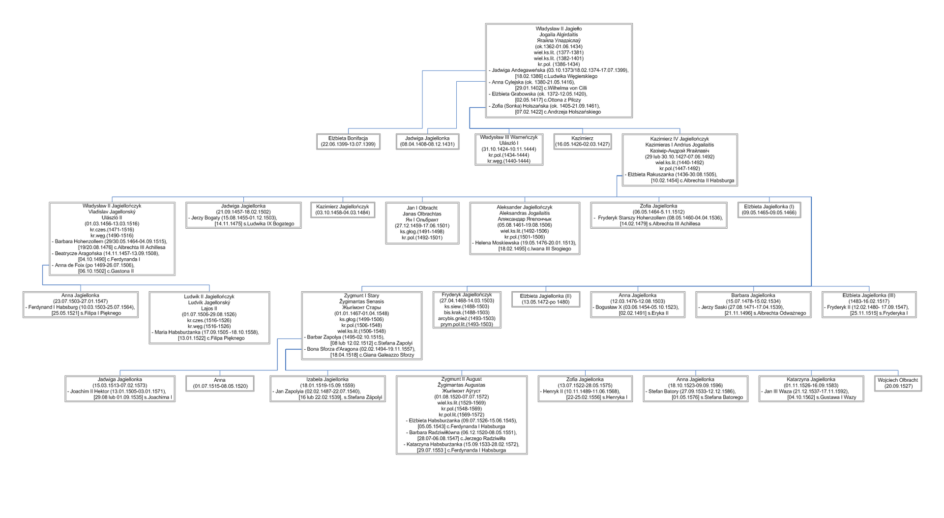 Na ilustracji drzewo genealogiczne  od czasów Władysława Jagiełły do ostatniego Jagiellona Zygmunta Starego