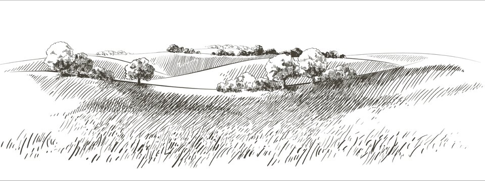 Czarno‑biały rysunek wykonany metodą komputerową przedstawia pole uprawne, na którym rosną drzewa. Kompozycja składa się z cienkich, precyzyjnych i lekko ukośnych linii, których bliskie rozmieszczenie tworzy widok na naturę. W miejscu, gdzie przedstawiono trawy z bliska, linie rozluźniają się, a w bardziej oddalonych fragmentach rysunku – zagęszczają. Przez środek przebiega linia najbliższego z kilku pagórków, także zaznaczając miejsce, w którym zaczynają się drzewa, przedstawione po kilka obok siebie. Za nimi również widoczne są pagórki oraz rosnące na nich drzewa. 