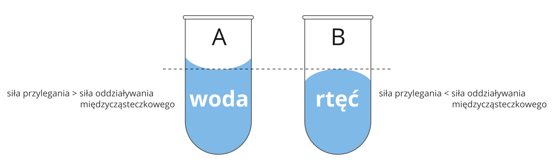 Rysunek prezentujący dwa rodzaje menisków tworzących się na powierzchniach wody i rtęci. Przedstawia dwie probówki oraz przecinającą je kropkowaną linię poziomą. W lewej probówce, w której znajdujący płyn podpisany jest: woda, a menisk wygina się na krawędziach w górę. Podpis obok głosi, że siła przylegania jest większa niż siła oddziaływania międzycząsteczkowego. W prawej probówce, w której znajdujący się płyn podpisany jest: rtęć, menisk wygina się na krawędziach w dół. Podpis obok głosi, że siła przylegania jest mniejsza od siły oddziaływania międzycząsteczkowego.