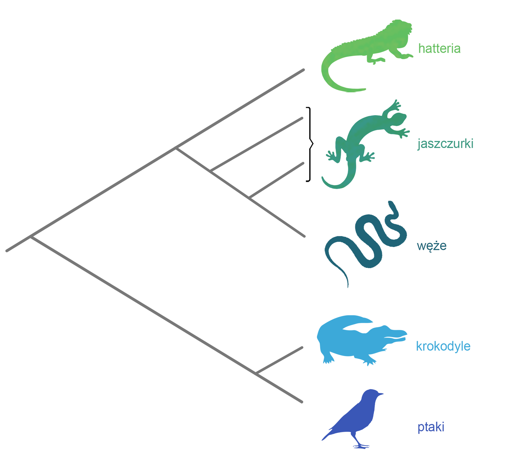 Ilustracja przedstawia drzewo filogenetyczne gadów i ptaków. Drzewo ma postać rozgałęziających się linii. Jedna linia prowadzi do rozgałęzienia na hatterię, jaszczurki i węże. Druga linia do rozgałęzienia na krokodyle i ptaki. Drzewo opatrzone jest ikonami wymienionych zwierząt.