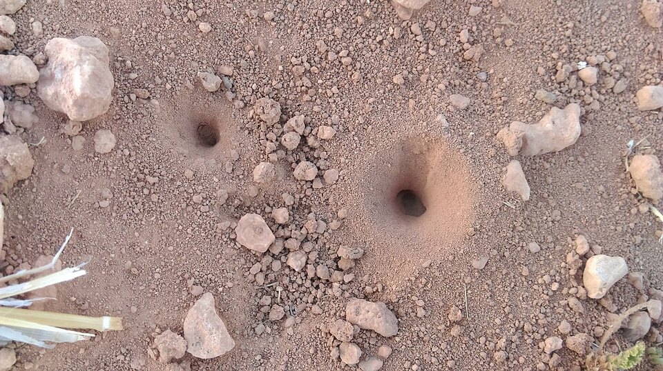 Zdjęcie przedstawia dwie dziury wykopane w piasku. Wokół leżą kamyki o różnych rozmiarach.