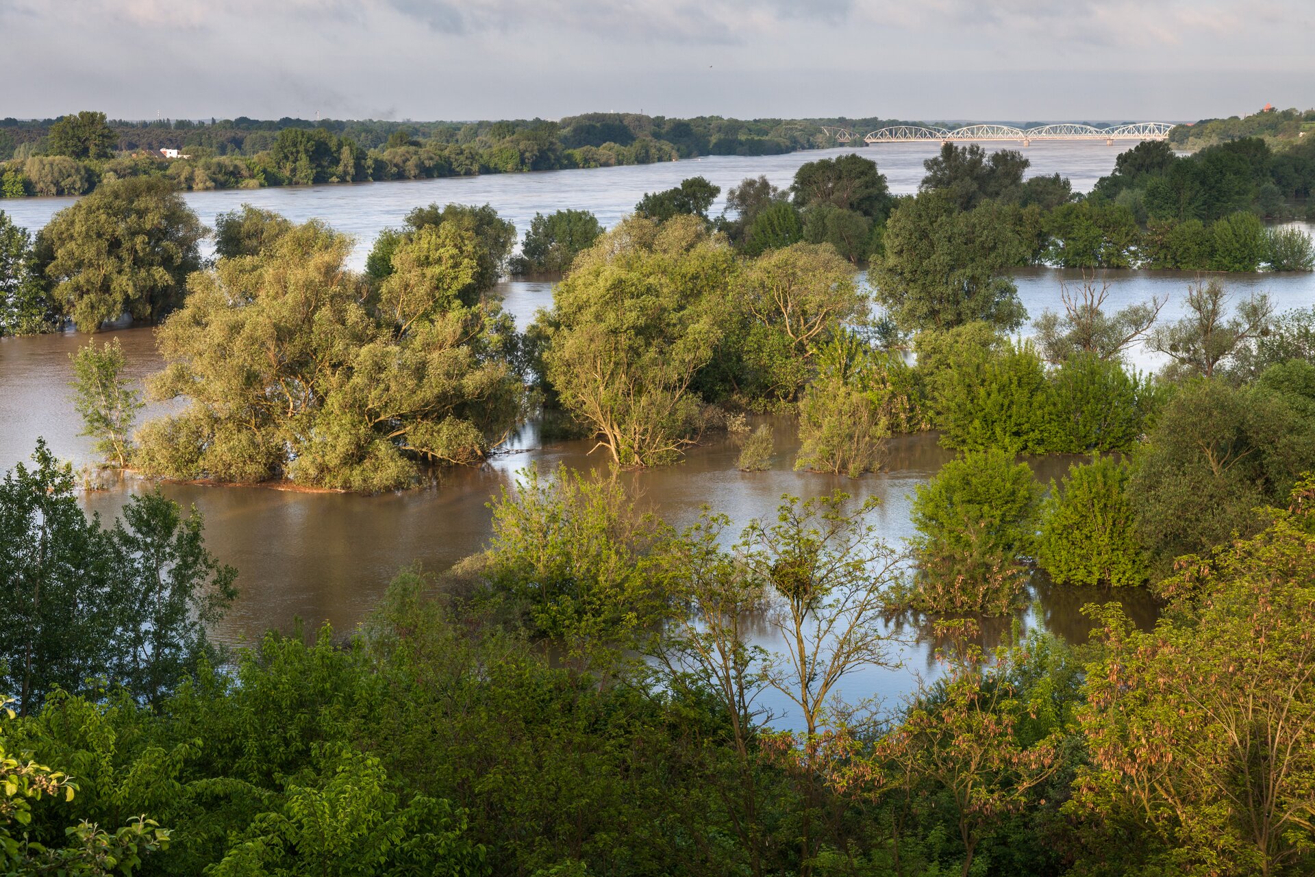 Fotografia. Na pierwszym planie drzewa, pomiędzy nimi woda i osady rzeczne. Na drugim planie rzeka.
