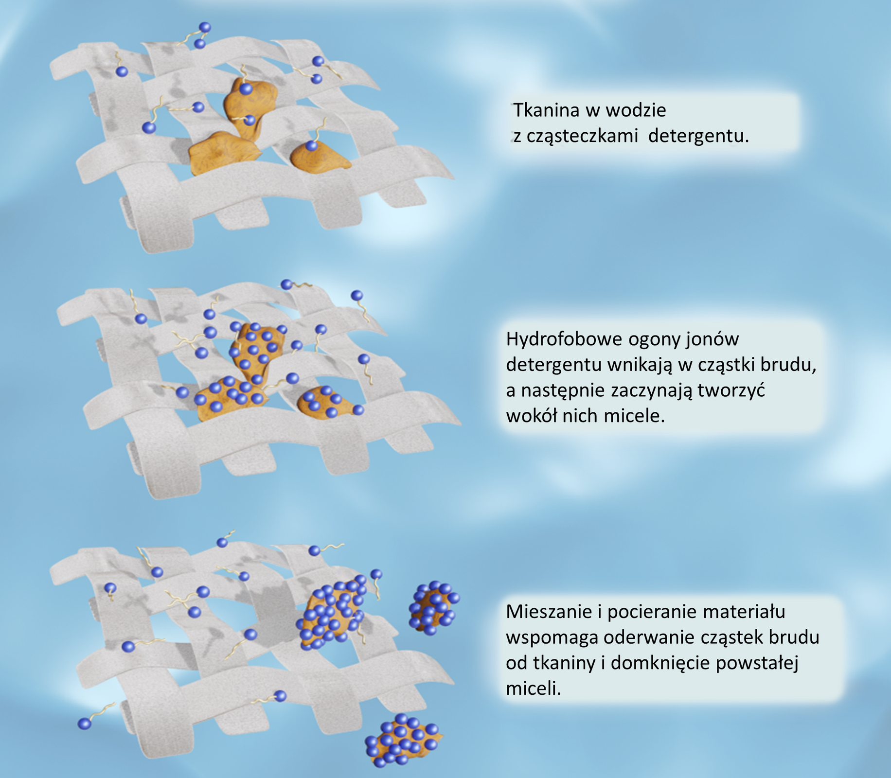 Ilustracja przedstawia trzy etapy procesu prania. Na ilustracji jest materiał, miejscami zabrudzony, oraz niebieskie kulki z witkami. Pierwszy etap przedstawia tkaninę w wodzie z cząsteczkami detergentu. Nieliczne niebieskie kulki osiadają na tkaninie. Kolejny etap: hydrofobowe ogony jonów detergentu wnikają w cząstki brudu, a następnie zaczynają tworzyć wokół nich micele. Na obrazku niebieskie kulki osiadają na zabrudzonej części materiału. Ostatni etap: mieszanie i pocieranie materiału wspomaga oderwanie cząstek brudu od tkaniny i domknięcie powstałej miceli. Na ilustracji brud z tkaniny jest unoszony do góry przez otaczające go niebieskie kulki z witkami.     