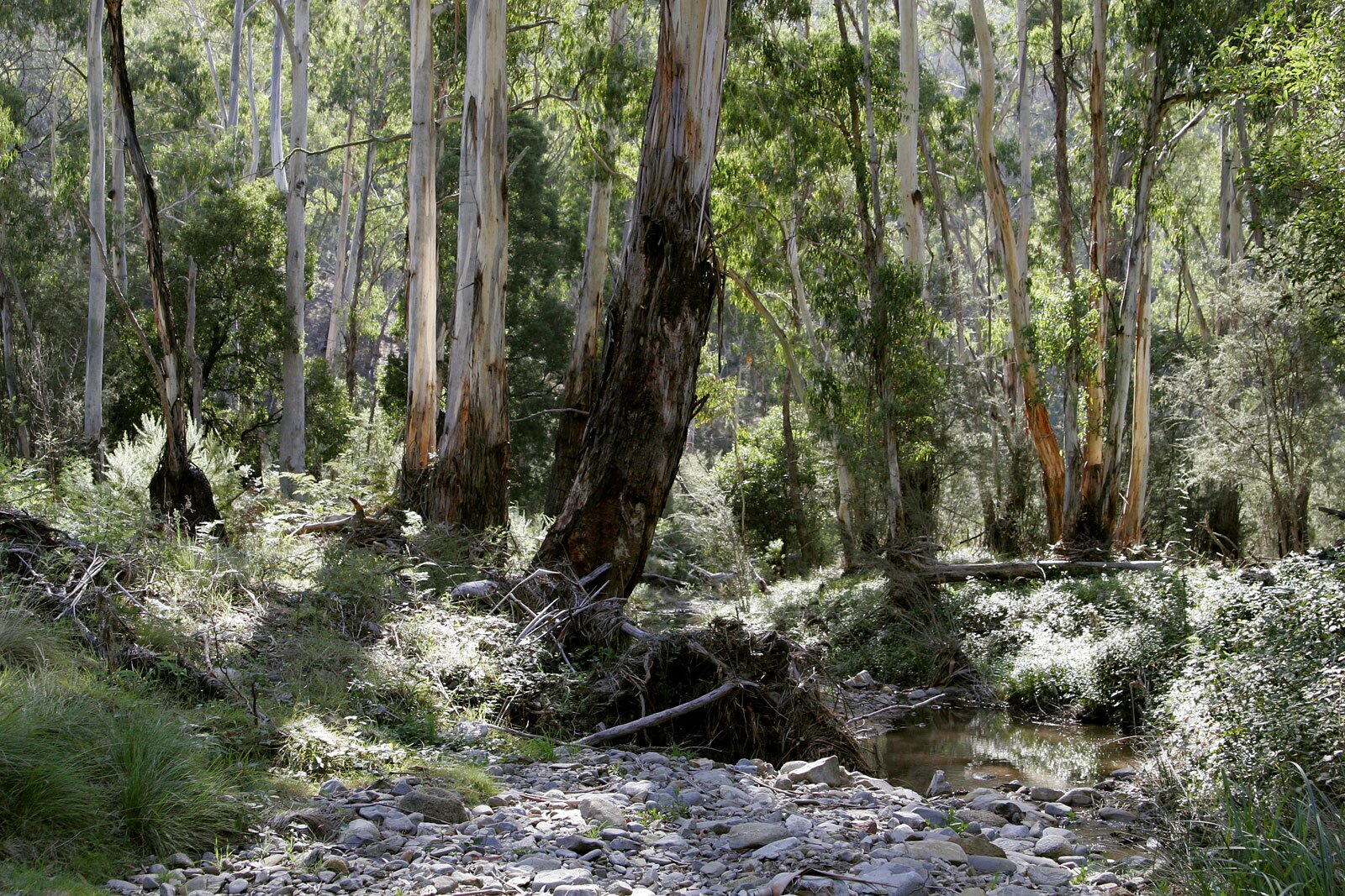 Fotografia ukazuje australijski busz. Widoczne są gęsto rosnące drzewa, których pnie wyglądają, jakby zdarto z nich korę. Od prawej widoczny jest fragment niedużego cieku wodnego. Brzeg, który znajduje się z przodu zdjęcia, jest kamienisty, a brzeg przeciwległy - zarośnięty gęsto zieloną roślinnością. Pomiędzy drzewami przebija białe, ostre światło słoneczne.