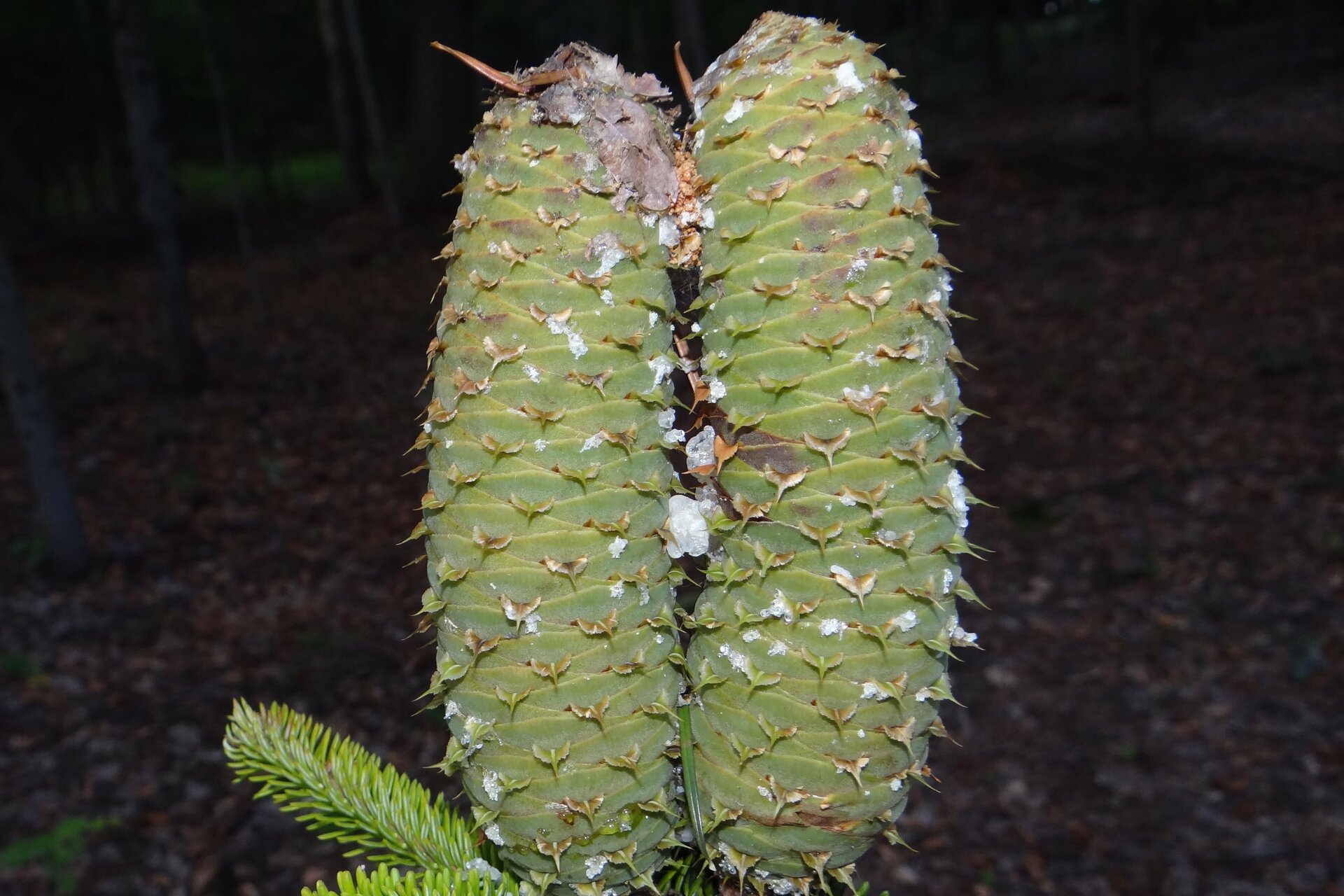 Fotografia gałązki jodły, na której rosną dwie duże szyszki. Igły są krótkie, spłaszczone, z jasnymi paskami pod spodem. Szyszki są znacznych rozmiarów, bladozielone i rosną w górę.
