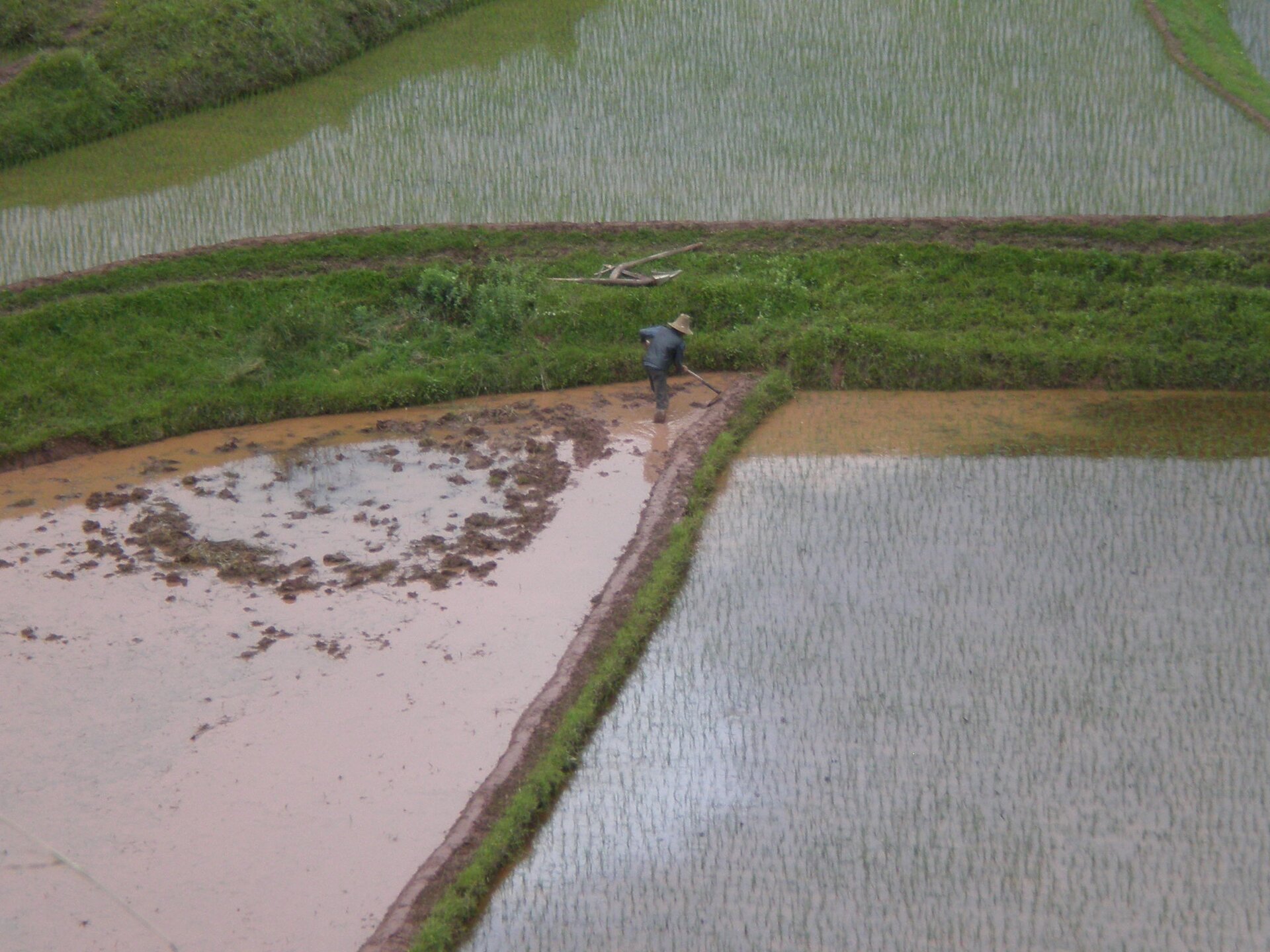 Na zdjęciu z lotu ptaka pole ryżowe podzielone na 3 kwartały. W centrum człowiek w jasnym kapeluszu i ciemnoniebieskim stroju wykonuje jakąś czynność z pomocą narzędzia, które trzyma w obu dłoniach. Jest lekko pochylony. Część pola, na której stoi jest zalana wodą. 