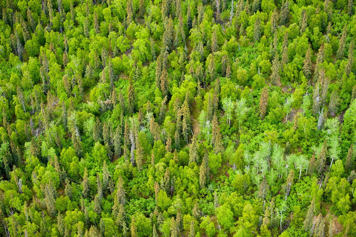 Zdjęcie prezentuje widok z góry na las mieszany - pomiędzy drzewami liściastymi rosną smukłe drzewa iglaste. 