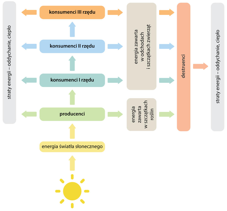 Schemat przedstawia przepływ energii: od Słońca (na dole schematu) i energii słonecznej, poprzez kolejne ogniwa łańcucha pokarmowego: producentów, konsumentów I rzędu, konsumentów II rzędu oraz konsumentów III rzędu. Energia zawarta w szczątkach roślin oraz w odchodach i szczątkach zwierząt dociera do destruentów. Na każdym etapie zachodzą straty energii, ze względu na procesy oddychania i termoregulacji.  