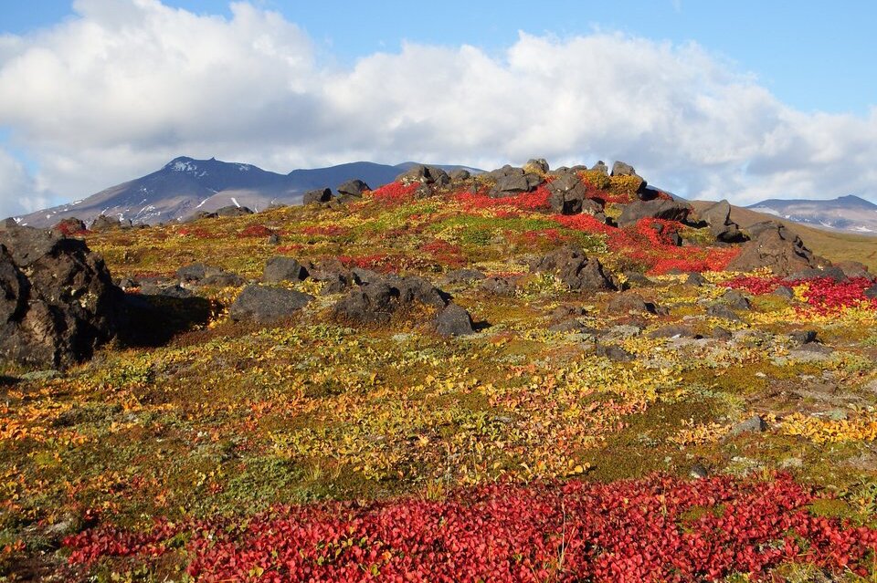 Fotografia barwna przedstawiająca roślinność górską. Krajobraz górski. W tle widoczne szczyty gór. Na pierwszym planie teren pokryty niską górską roślinnością z dominującymi kolorami żółtym i czerwonym. Wśród roślin rozsiane skały.