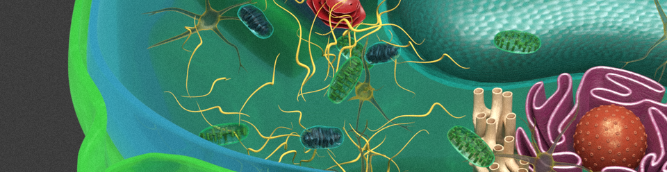 Grafika przedstawia fragment wnętrza komórki roślinnej w formie kolorowej ilustracji schematycznej. Widać tu półprzezroczystą, jasnozieloną ścianę komórkową oraz błękitną błonę komórkową. W środku komórki znajduje się wiele różnych organelli. Widoczne są m.in. owalne, zielone chloroplasty, brązowe mitochondria z wewnętrznymi strukturami oraz jasnożółte, wijące się nitki – cytoszkielet. Po prawej stronie znajdują się fioletowe, silnie pofałdowane struktury (siateczka śródplazmatyczna) i kuliste czerwono‑brązowe organelle (aparat Golgiego). Tło komórki jest turkusowe i gładkie.